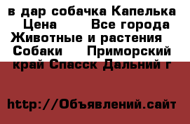 в дар собачка Капелька › Цена ­ 1 - Все города Животные и растения » Собаки   . Приморский край,Спасск-Дальний г.